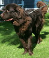 Bubba (Newfie)