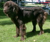 Bubba (Newfie)
