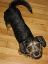 Lila