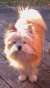 Gizmo