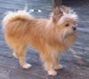 Gizmo
