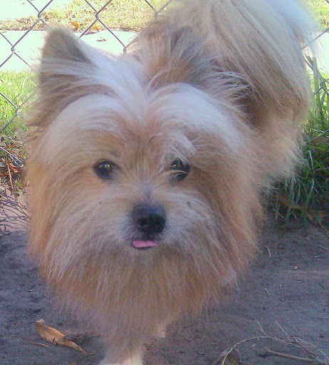 Gizmo