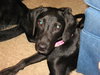 Lucy