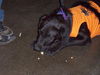 Onyx