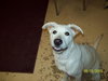 Libby