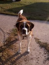 Dozer