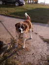 Dozer