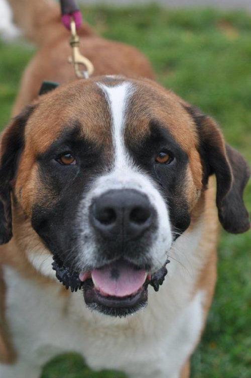 Dozer