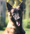 Loki