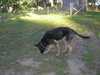 Rocky- SPECIAL HOME NEEDED