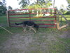 Rocky- SPECIAL HOME NEEDED