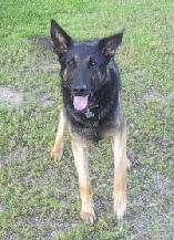Rocky- SPECIAL HOME NEEDED