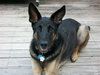 Rocky- SPECIAL HOME NEEDED