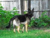 Rocky- SPECIAL HOME NEEDED