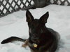 Rocky- SPECIAL HOME NEEDED