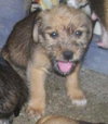 Kibbles