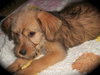 Kibbles