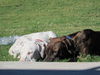 Bach-URGENT! FOSTER NEEDED!