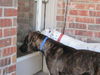 Bach-URGENT! FOSTER NEEDED!