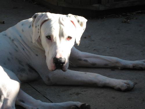 Bach-URGENT! FOSTER NEEDED!