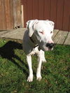 Bach-URGENT! FOSTER NEEDED!