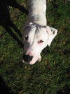 Bach-URGENT! FOSTER NEEDED!