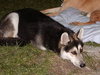 Heidi