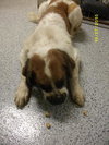Gwenie