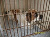 Gwenie