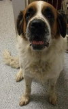 Gwenie