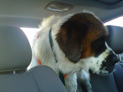 Gwenie
