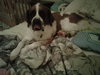 Gwenie