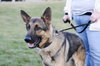 Axel
