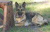 Axel