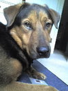 Buddy