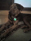 Buddy