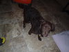Truffles