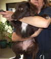 Truffles