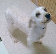 Bennie
