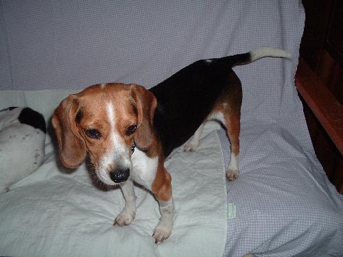 Shiloh