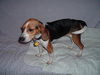 Shiloh