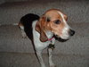 Shiloh