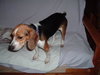 Shiloh