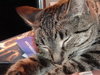 Sophia