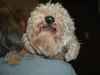 Herbie