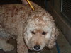 Humphrey