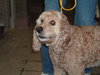 Humphrey