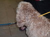 Humphrey