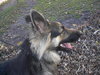 Sheeba - I'M BECOMING SO DEPRESSED!