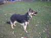 Sheeba - I'M BECOMING SO DEPRESSED!